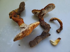 Ganoderma ravenelii