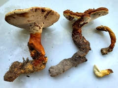 Ganoderma ravenelii