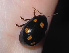 Paropsisterna octosignata