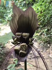 Tacca integrifolia