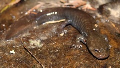 Dicamptodon aterrimus