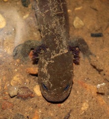 Dicamptodon aterrimus