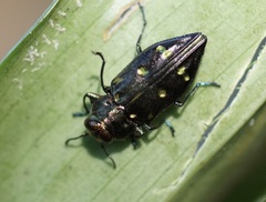 Chrysobothris capitata