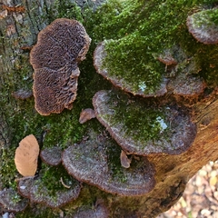 Trichaptum perrottetii