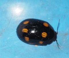 Paropsisterna octosignata