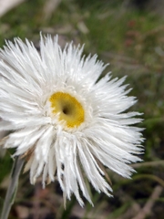 Chrysocephalum baxteri