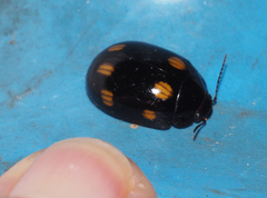 Paropsisterna octosignata