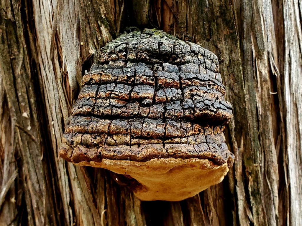Fomitiporia texana