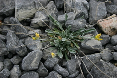Physaria arctica