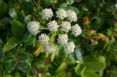 Conioselinum chinense