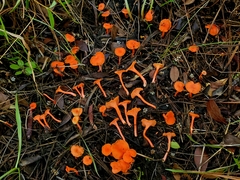 Cantharellus texensis