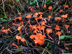 Cantharellus texensis