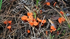 Cantharellus texensis