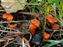 Cantharellus texensis