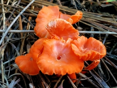 Cantharellus texensis