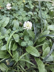 Trifolium repens