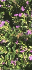 Apis mellifera