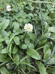 Trifolium repens