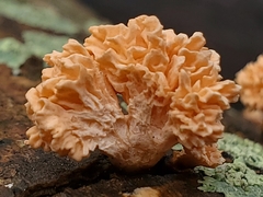 Xylaria flabelliformis