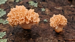 Xylaria flabelliformis