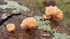 Xylaria flabelliformis