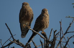 Falco rupicoloides