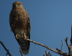 Falco rupicoloides