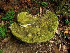 Rigidoporus ulmarius