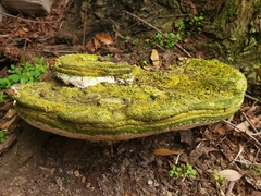 Rigidoporus ulmarius