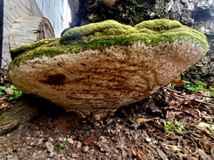 Rigidoporus ulmarius