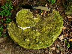 Rigidoporus ulmarius