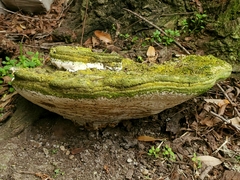 Rigidoporus ulmarius