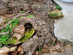 Rigidoporus ulmarius