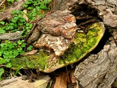 Rigidoporus ulmarius