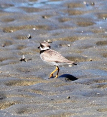 Charadrius semipalmatus