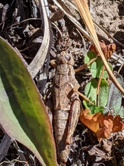 Melanoplus oreophilus