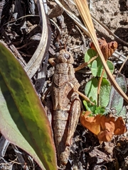 Melanoplus oreophilus
