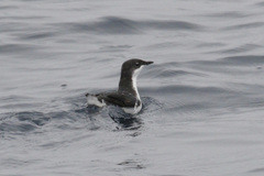 Synthliboramphus scrippsi