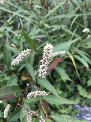 Persicaria