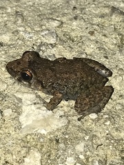 Eleutherodactylus planirostris