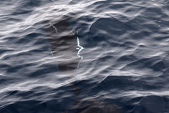 Phocoenoides dalli