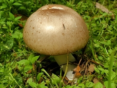Agaricus subrufescens