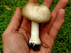 Agaricus subrufescens