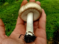 Agaricus subrufescens