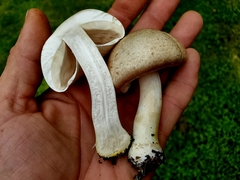Agaricus subrufescens