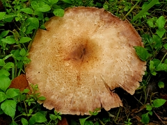 Agaricus subrufescens