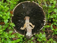 Agaricus subrufescens