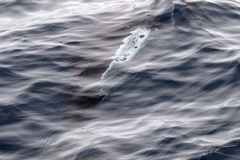 Phocoenoides dalli