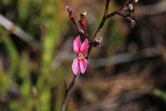 Stylidium ornatum