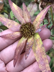 Bidens comosa